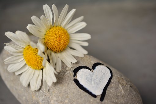 daisies-2357264__340